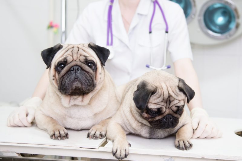 Smallanimalhealthcertificates Img Scaled 1 - Veterinary Dedham