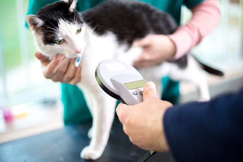 Pet Microchipping in Dedham, MA