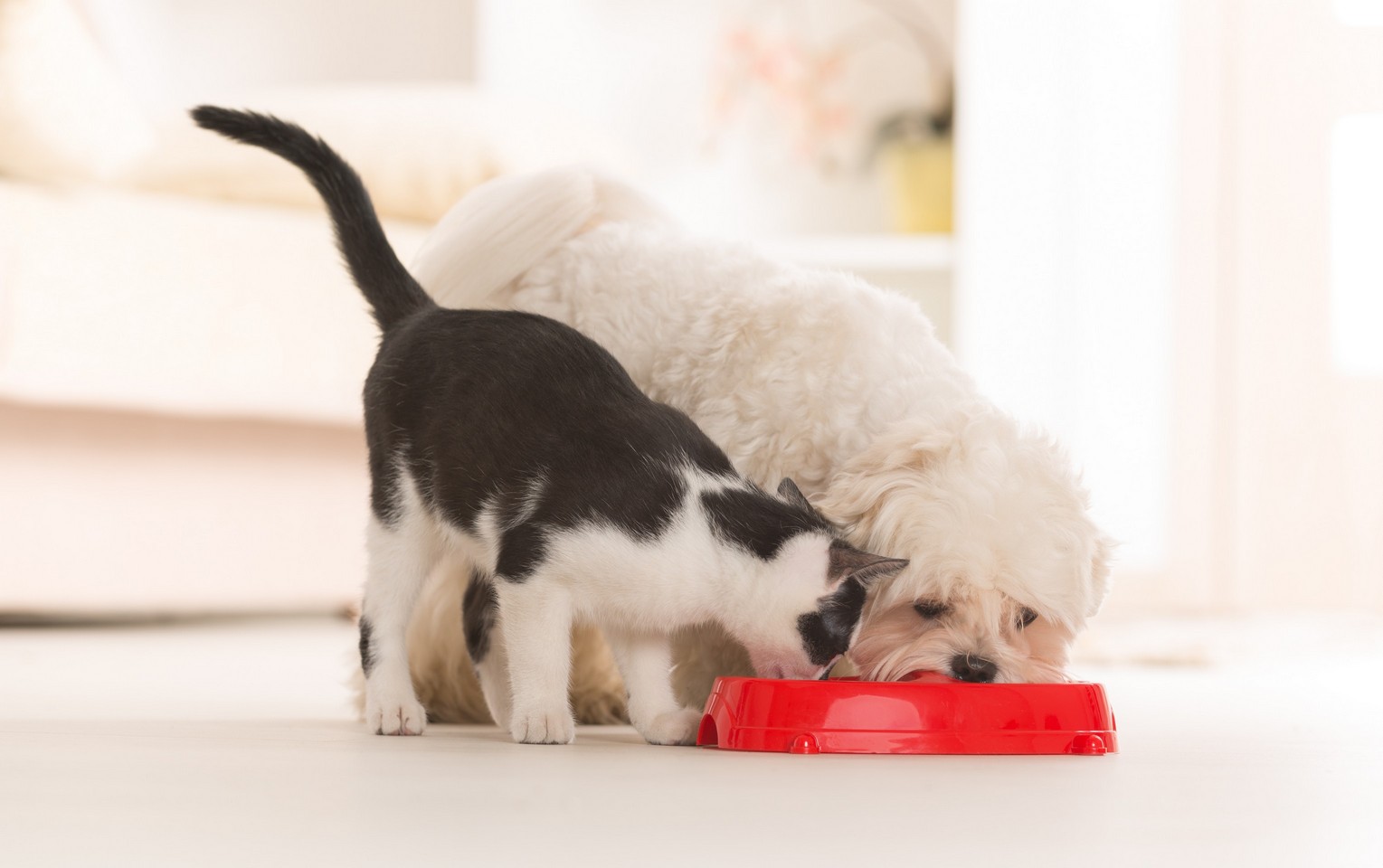 Pet Nutritional Counseling in Dedham, MA