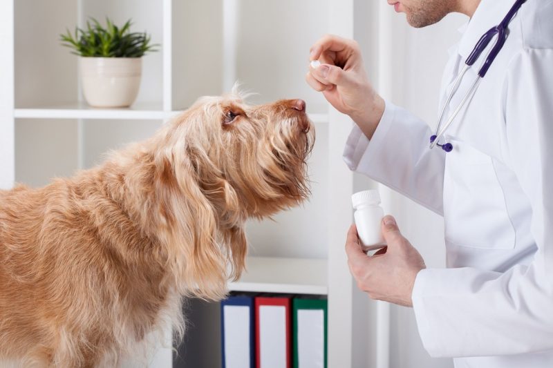 Smallanimalparasiteprevention Img - Veterinary Dedham