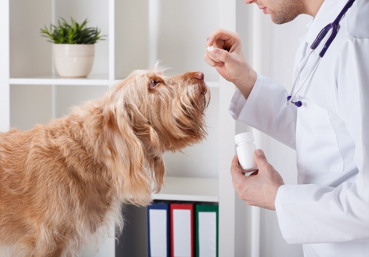 Pet Parasite Prevention in Dedham, MA