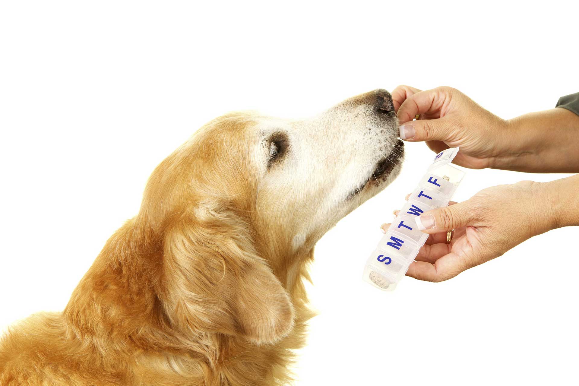 In-House Veterinary Pharmacy in Dedham, MA