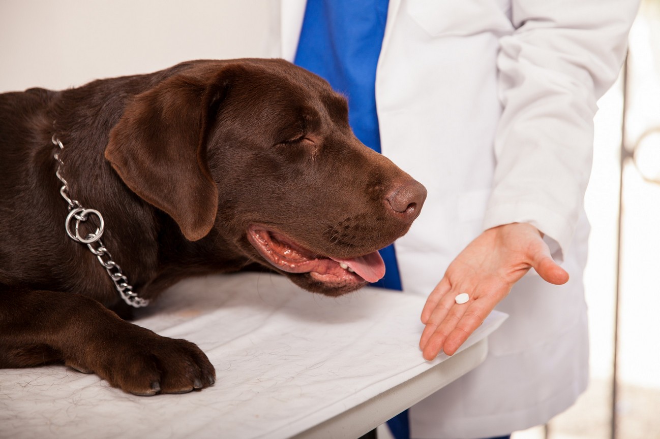 Preventative Pet Care in Dedham, MA