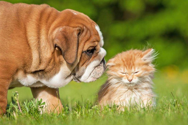 Smallanimalpuppykittencare Img - Veterinary Dedham