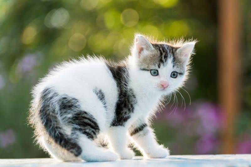 Smallanimalspayandneuter Img - Veterinary Dedham