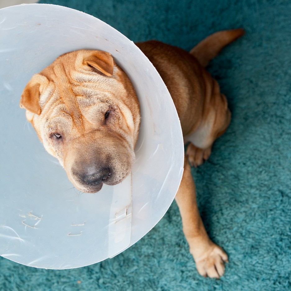 Veterinary Surgery in Dedham, MA