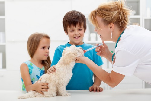 Pet Vaccinations in Dedham, MA
