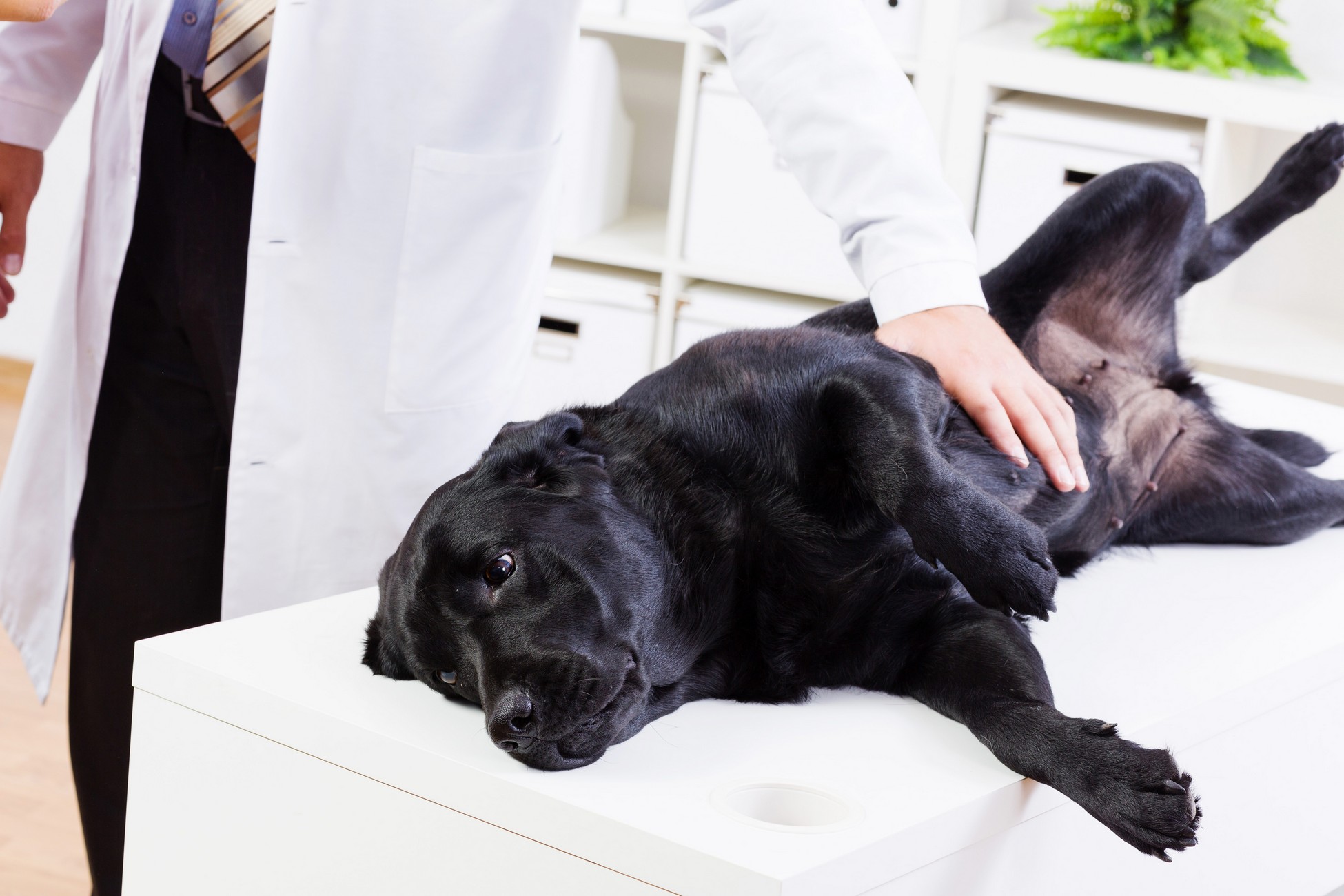 Veterinary Wellness Exams in Dedham, MA