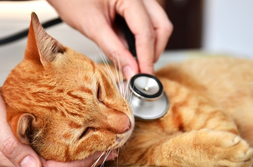 veterinary services  Dedham, MA