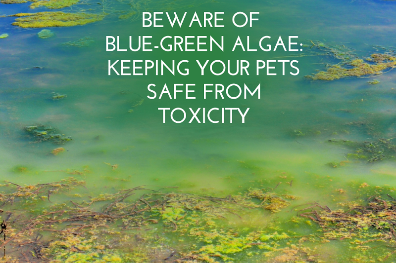 Beware of Blue-Green Algae: Keeping Your Pets Safe from Toxicity - Veterinary Dedham