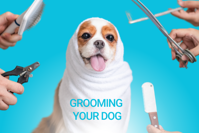 Grooming Your Dog - Veterinary Dedham