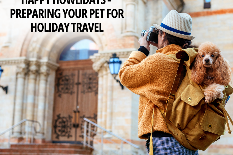 Happy Howlidays – Preparing Your Pet for Holiday Travel - Veterinary Dedham