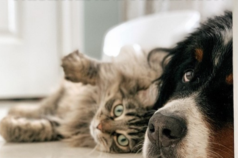 Parasites and Prevention - Veterinary Dedham