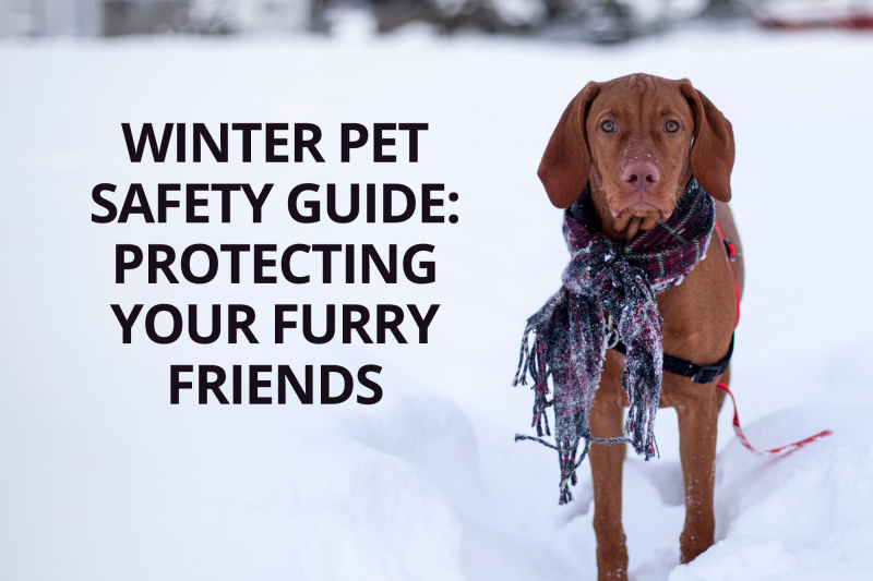 Winter Pet Safety Guide: Protecting Your Furry Friends - Veterinary Dedham