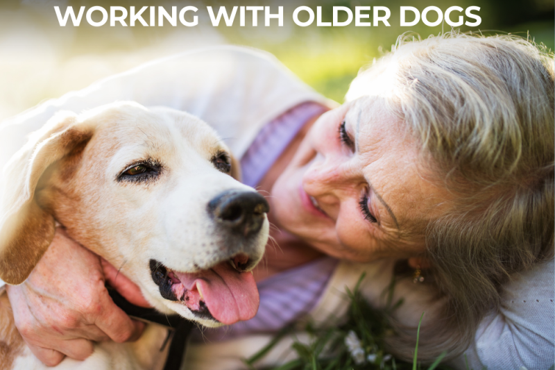 Aging Gracefully: Working With Older Dogs - Veterinary Dedham
