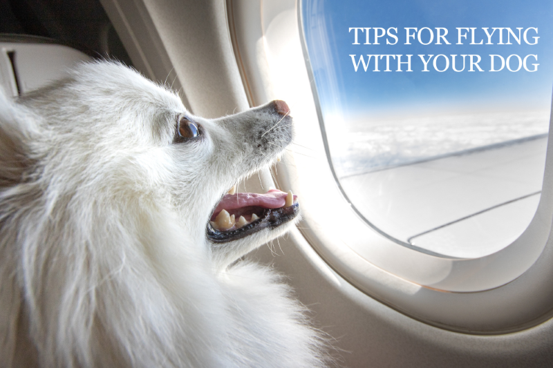 Tips For Flying With Your Dog - Veterinary Dedham