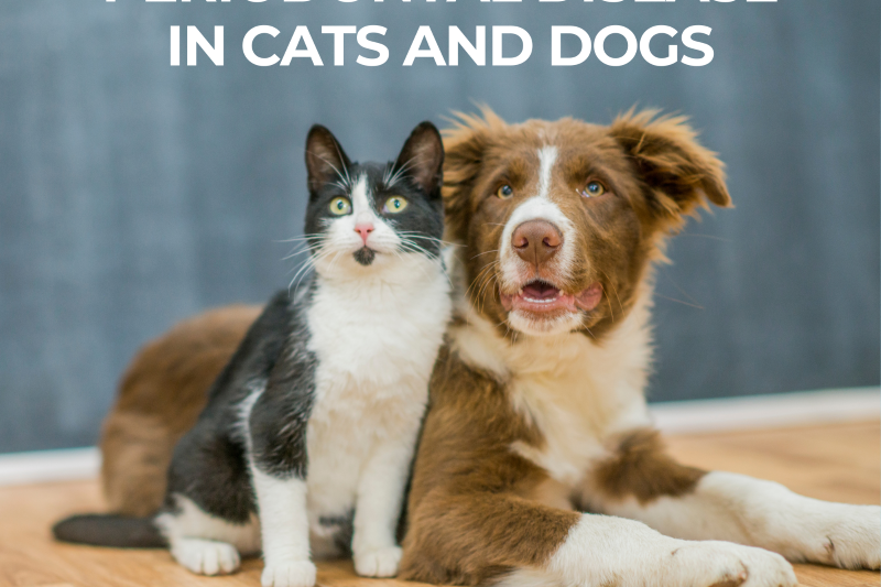 Periodontal Disease in Cats and Dogs - Veterinary Dedham