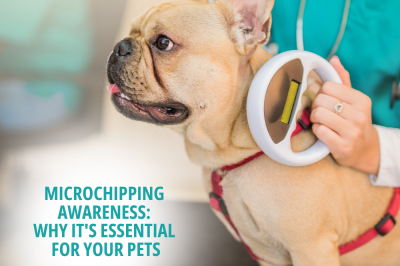 Microchipping Awareness: Why It’s Essential for Your Pets - Veterinary Dedham