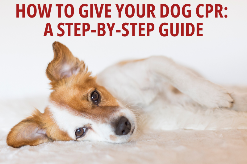 How to Give Your Dog CPR: A Step-by-Step Guide - Veterinary Dedham