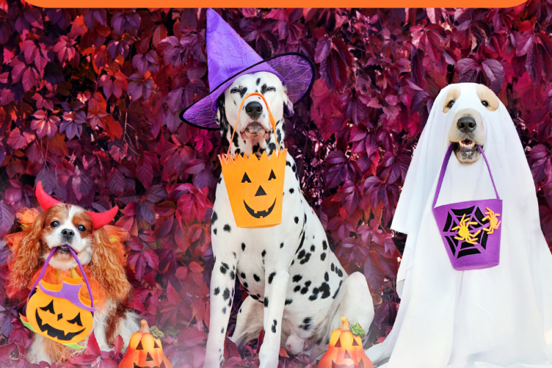 Halloween Pet Safety: Keeping Your Furry Friends Safe During the Festivities - Veterinary Dedham