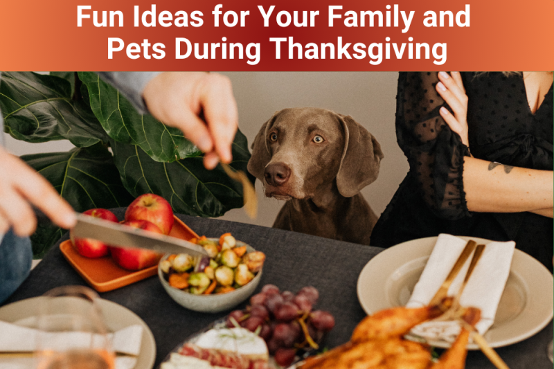 Fun Ideas for Your Family and Pets During Thanksgiving - Veterinary Dedham