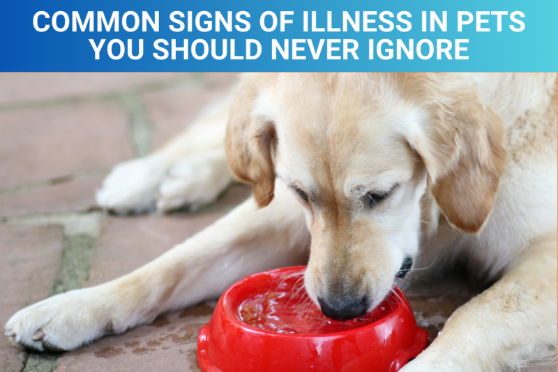 Common Signs of Illness in Pets You Should Never Ignore - Veterinary Dedham