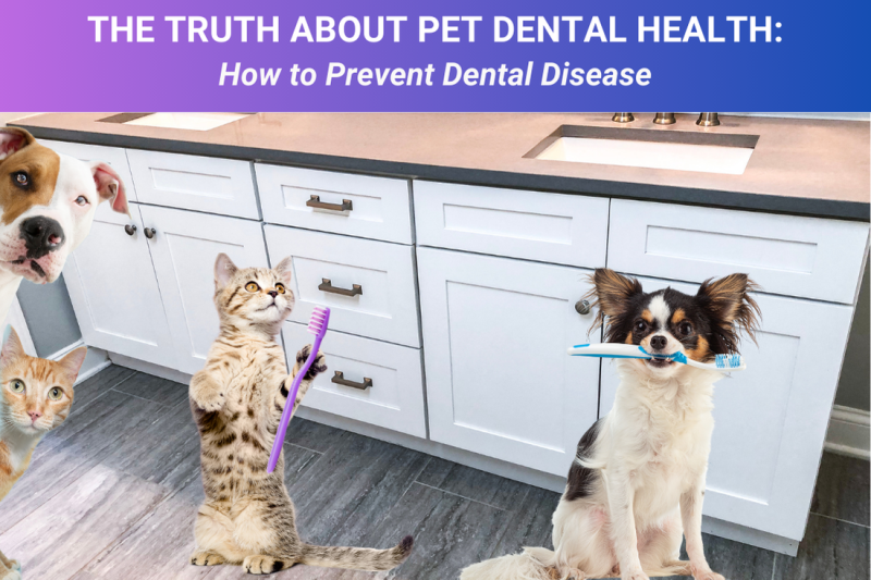 The Truth About Pet Dental Health How to Prevent Dental Disease - Veterinary Dedham